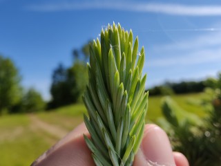 oneplus 9 pro kamera
